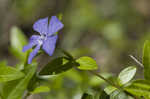 Common periwinkle